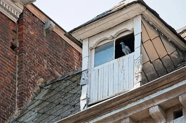 Pigeon on a Hillhouse Window