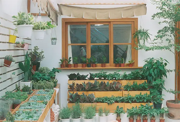 Charming indoor garden with potted succulents and herbs by a wooden window, creating a natural decor