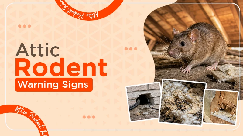 Understanding Rodent Activity in Attics: Warning Signs, Entry Points, and Prevention Strategies