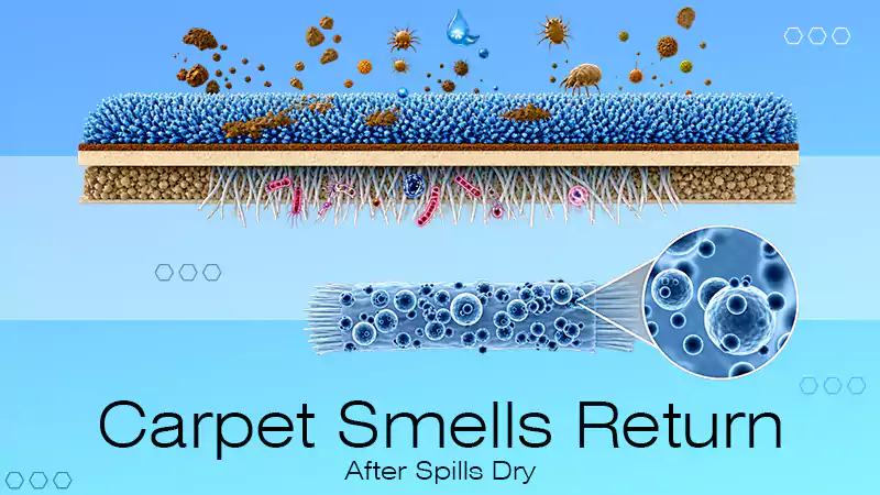 Why Carpet Smells Return After Spills Dry, and What Actually Removes the Source